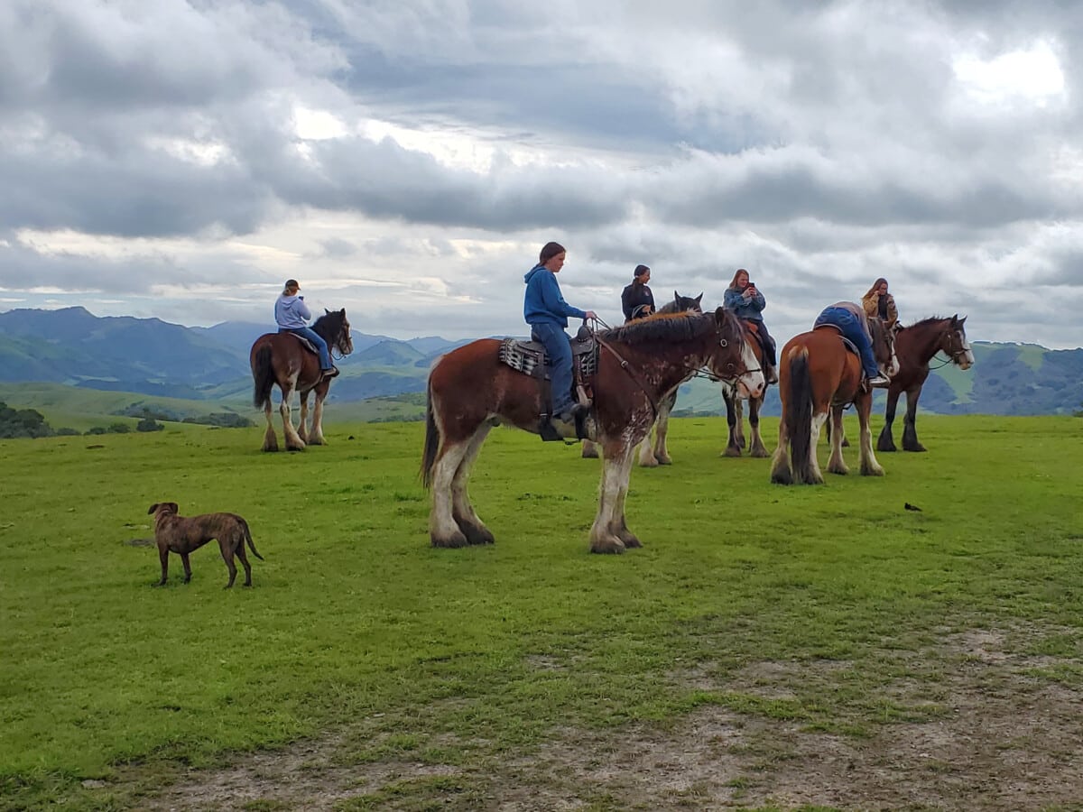 You can ride Clydesdale horses at Covell Clydesdale Ranch in Cambria near La Lomita.