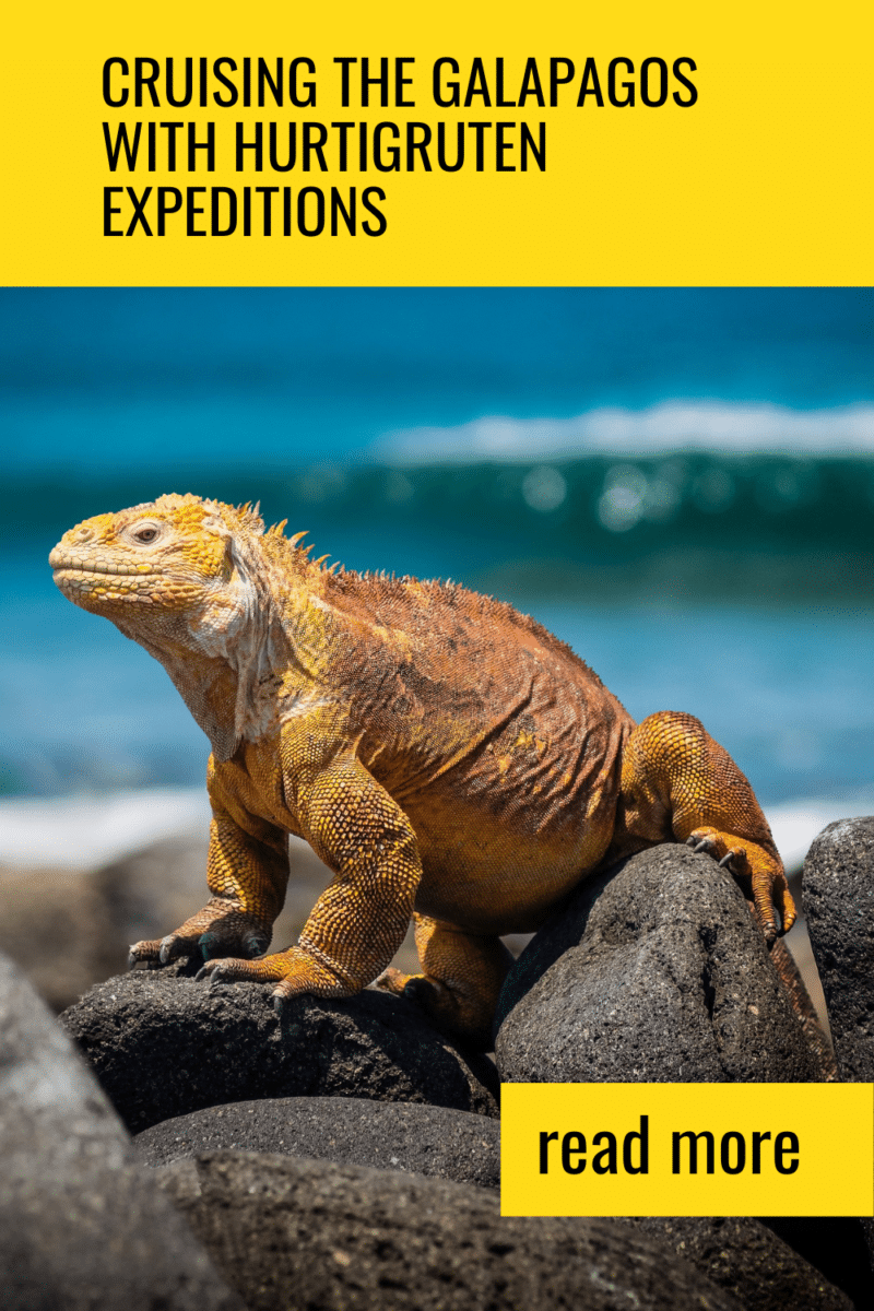Cruising the Galapagos with Hurtigruten Expeditions means days filled with seeing wildlife and learning the natural history of these islands.