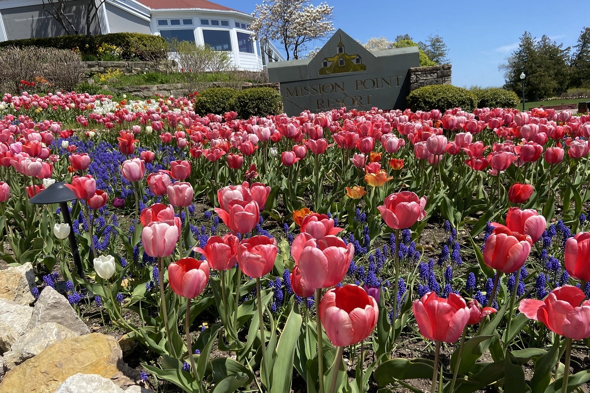 Tulips at Mission Point Resort.