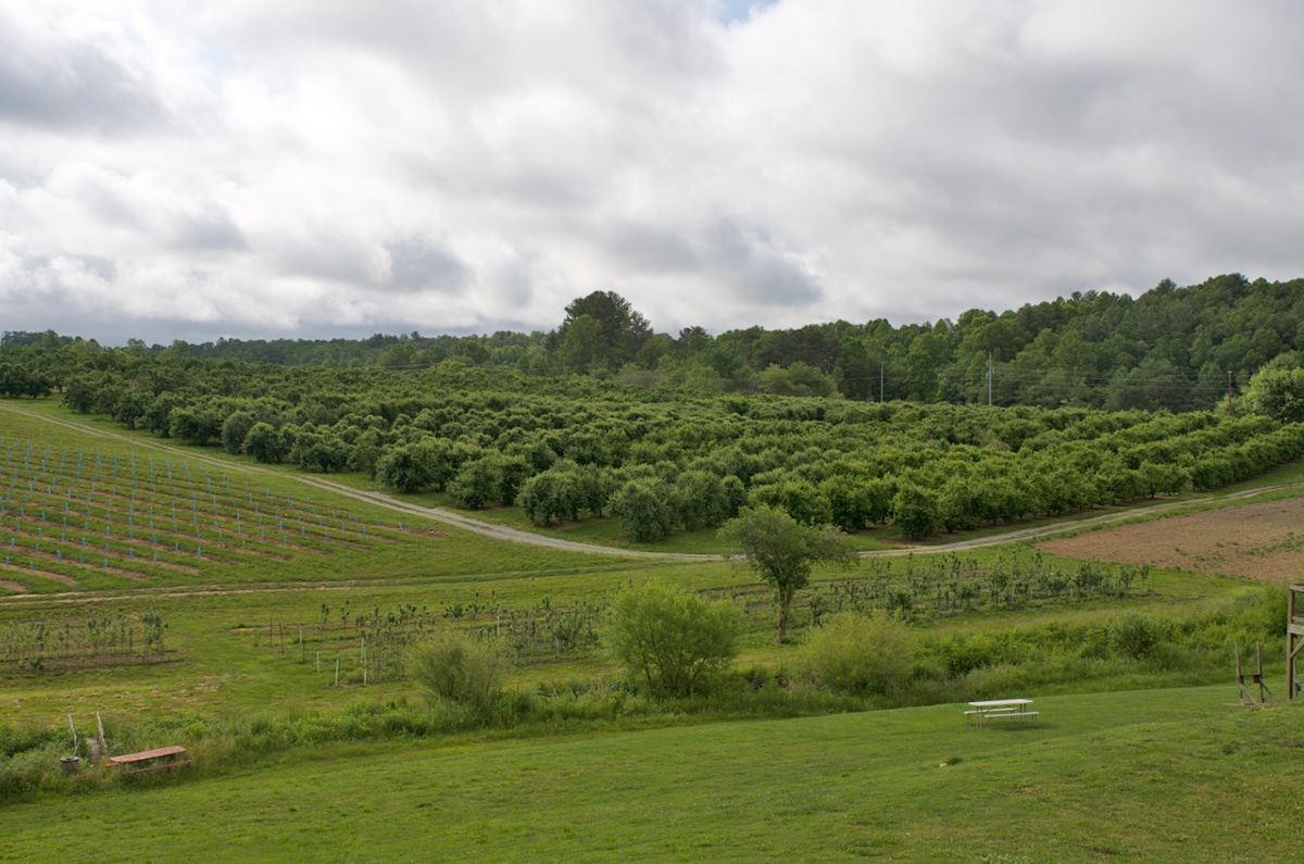 Saint Paul Mountain Vineyard With Orchards