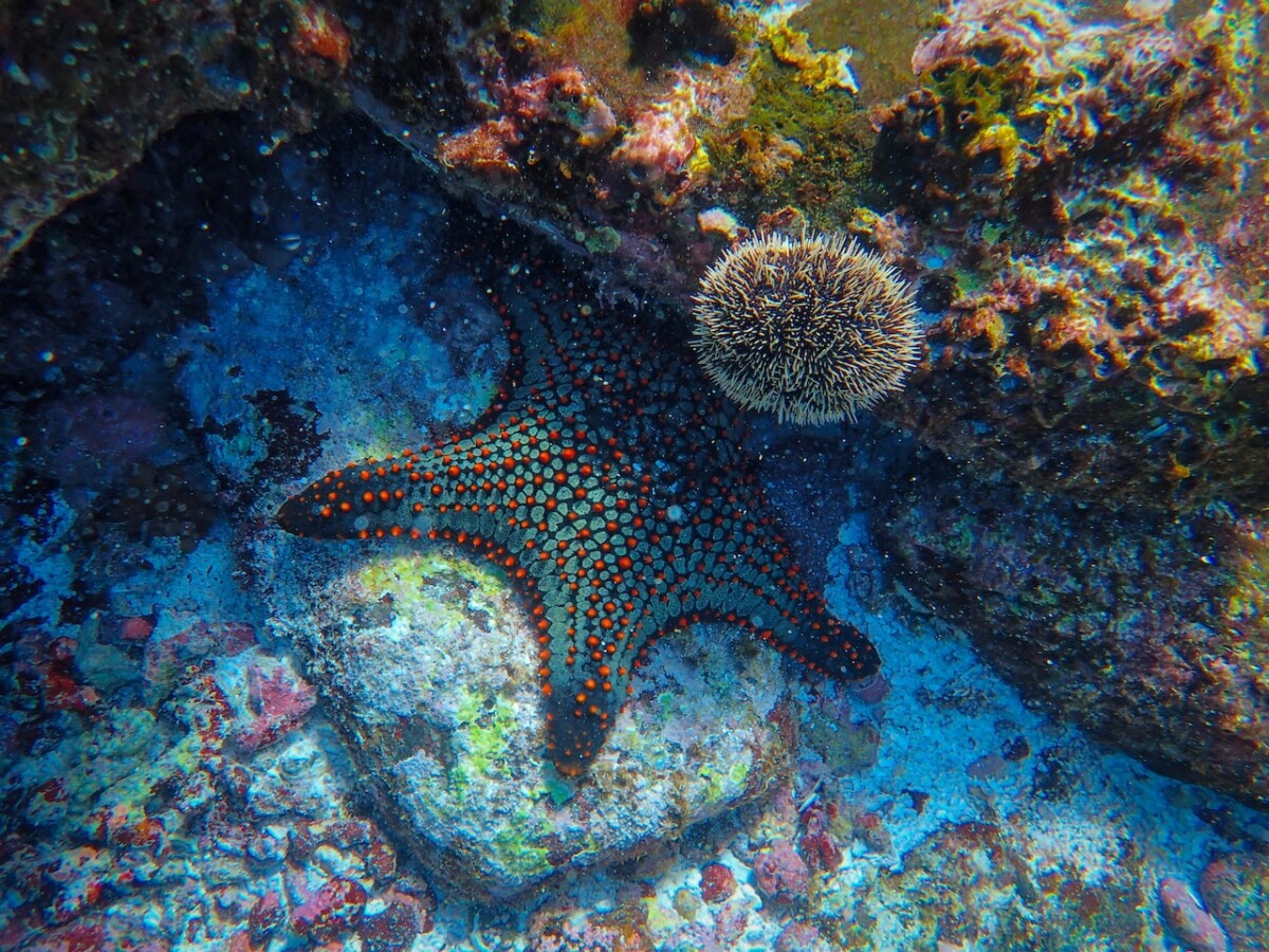 Five Essentials to Bring on Your Next Trip to Hawaii 4 reef
