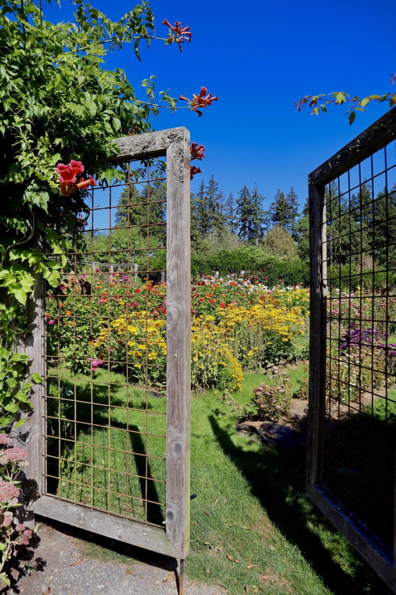Exploring Bainbridge Island, Washington 1 So many flowers on Bainbridge Island.