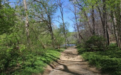 Foraging is Gaining Ground