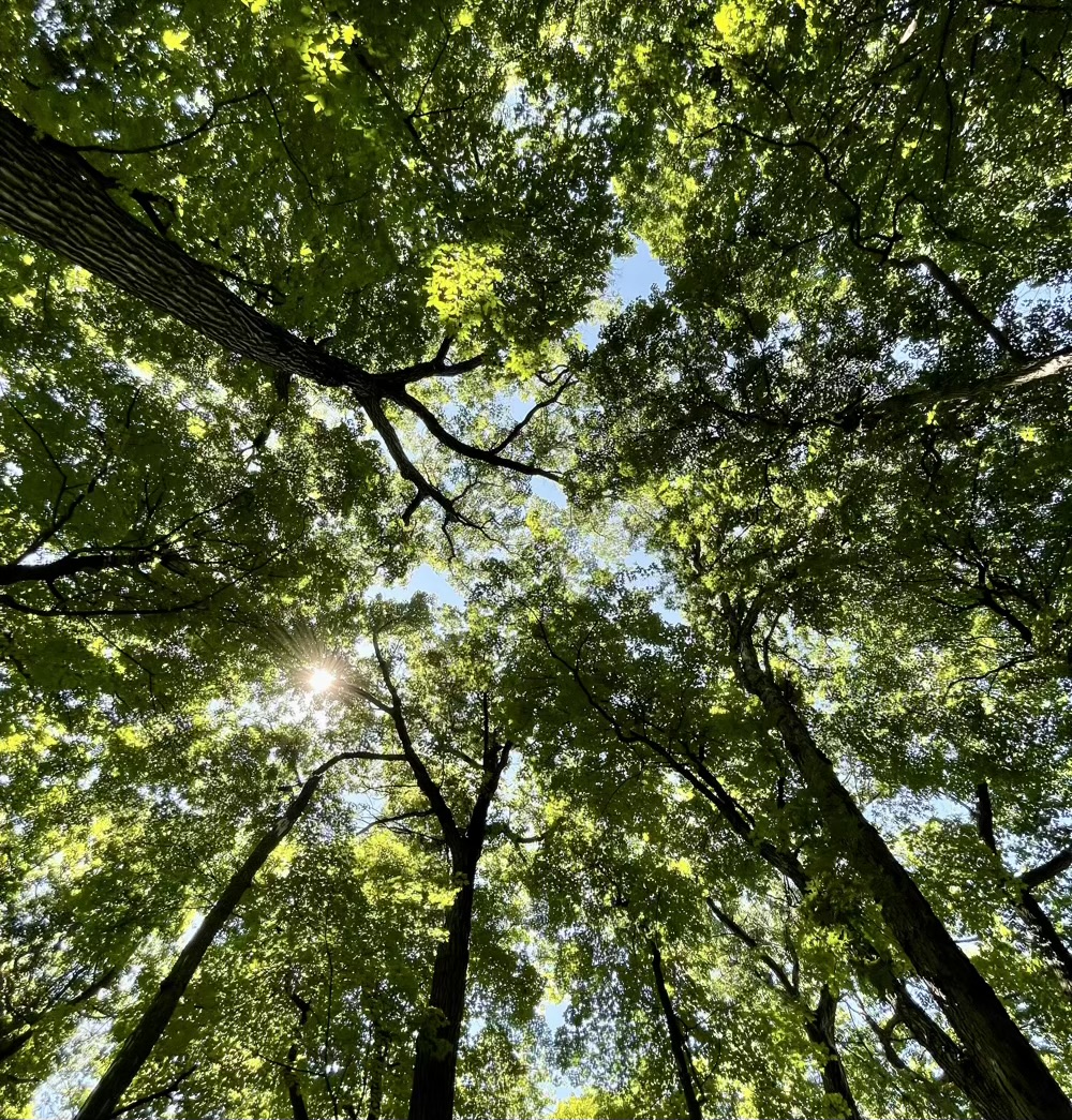 Canopy