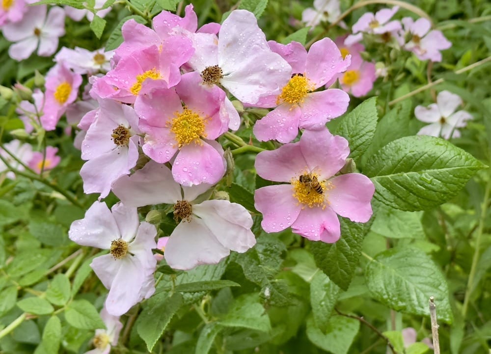 Wildflowers at The Morton Arboretum