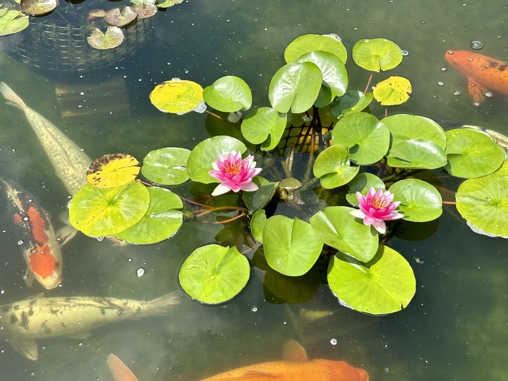 Koi Pond in Janesville.