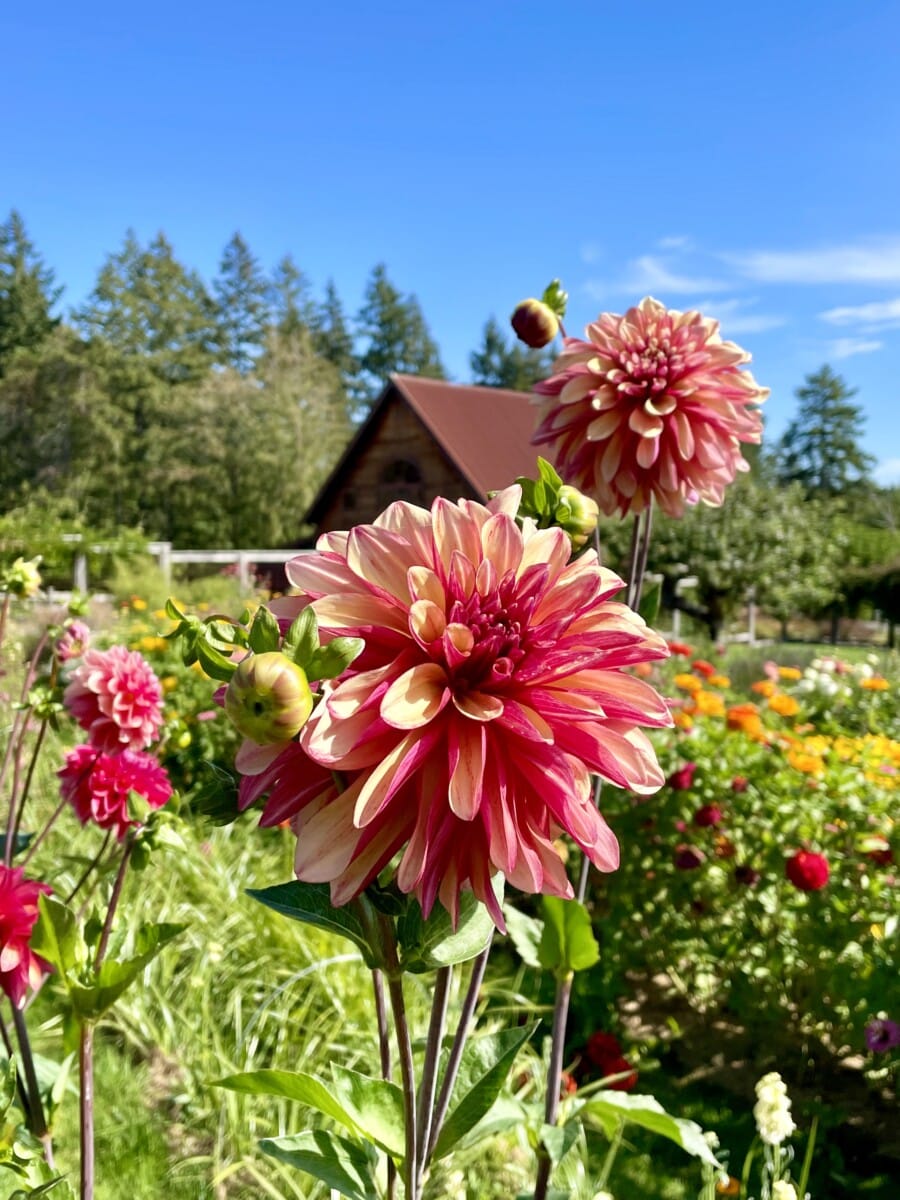 The gardens at HeyDay Farm.