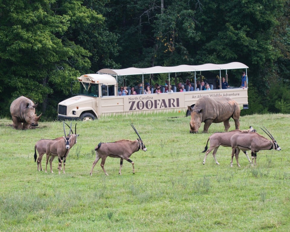Discover Asheboro in Randolph County: The Heart of North Carolina North Carolina Zoofari Tour