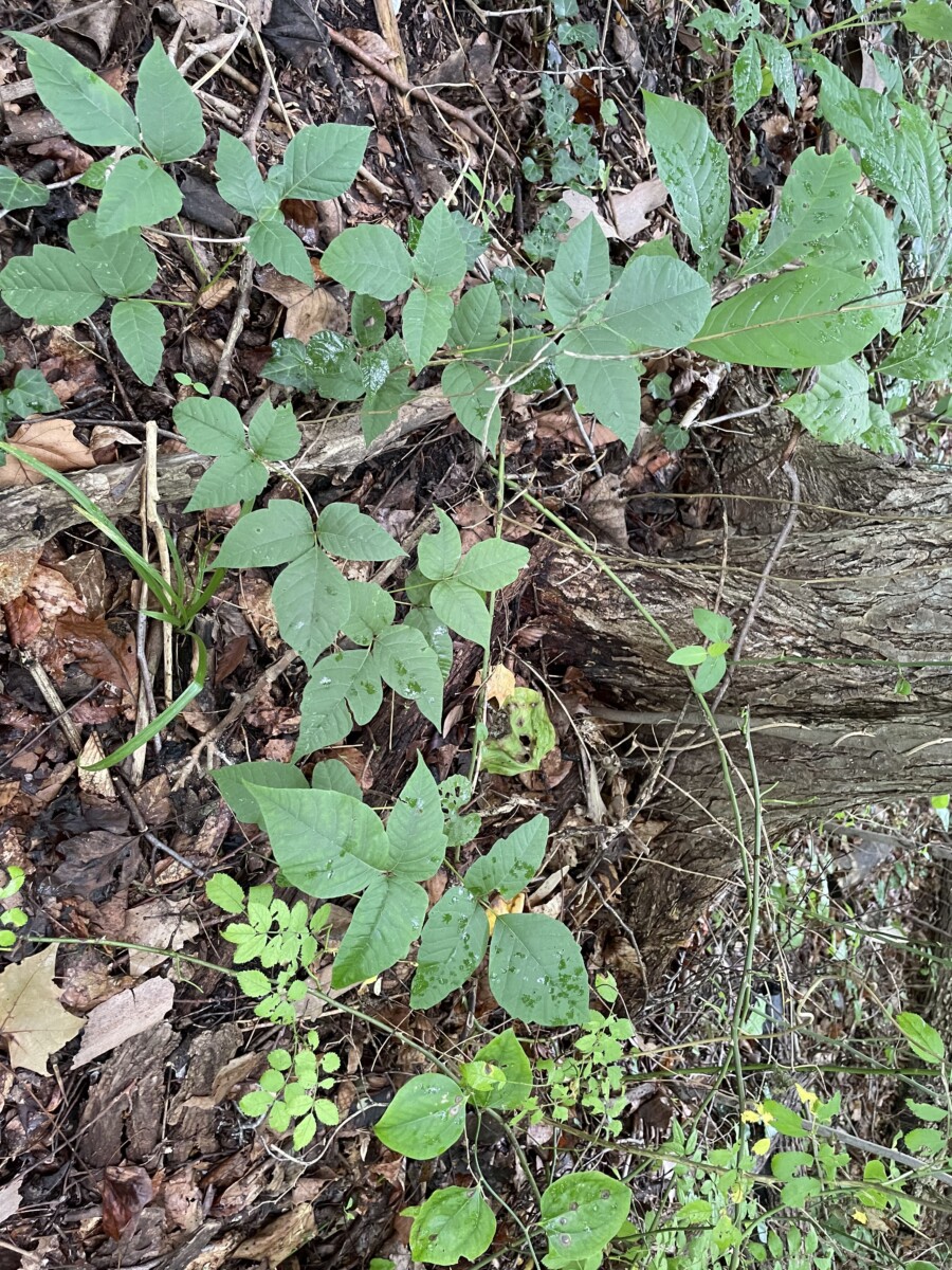Look out for poison ivy while foraging.