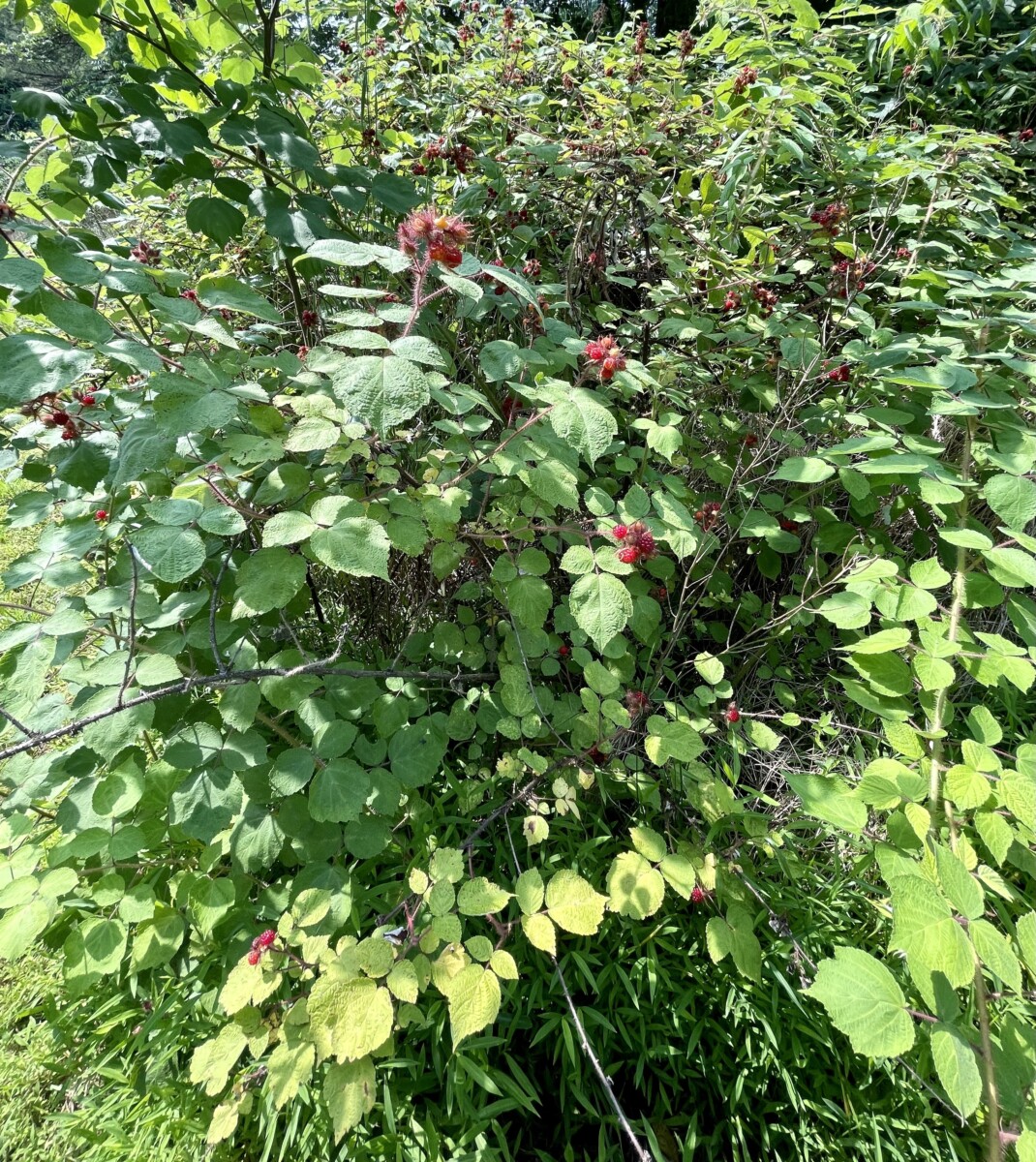 Foraging for berries.
