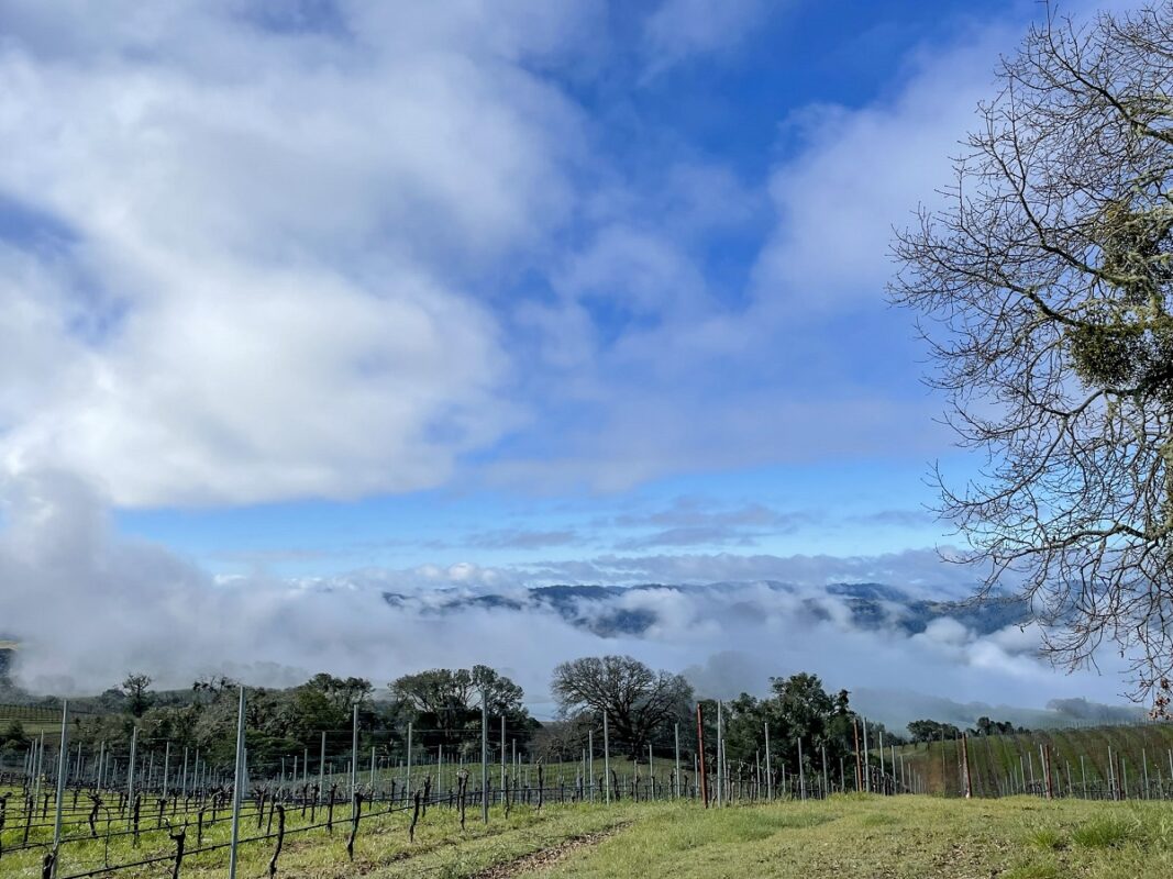 Fog rolling over Anderson Valley in early morning