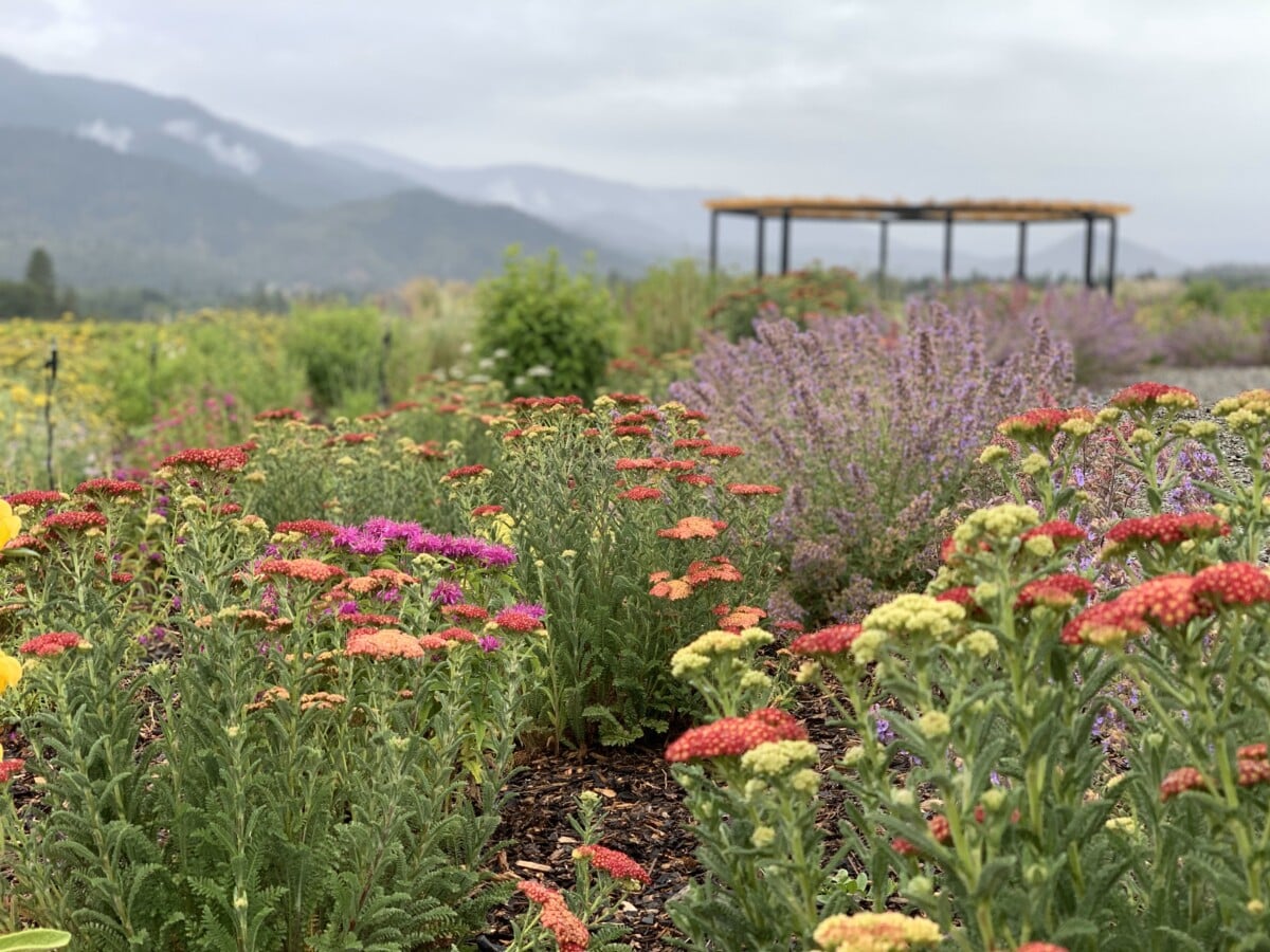 Troon Vineyard is a biodynamic farm in the Rogue River Valley AVA.
