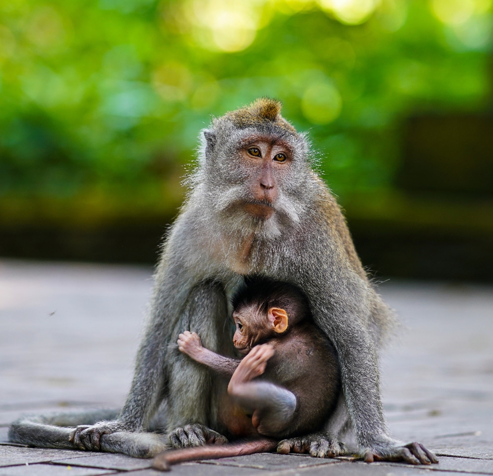 Best of Balinese Culture in Ubud Ubud Monkey Forest