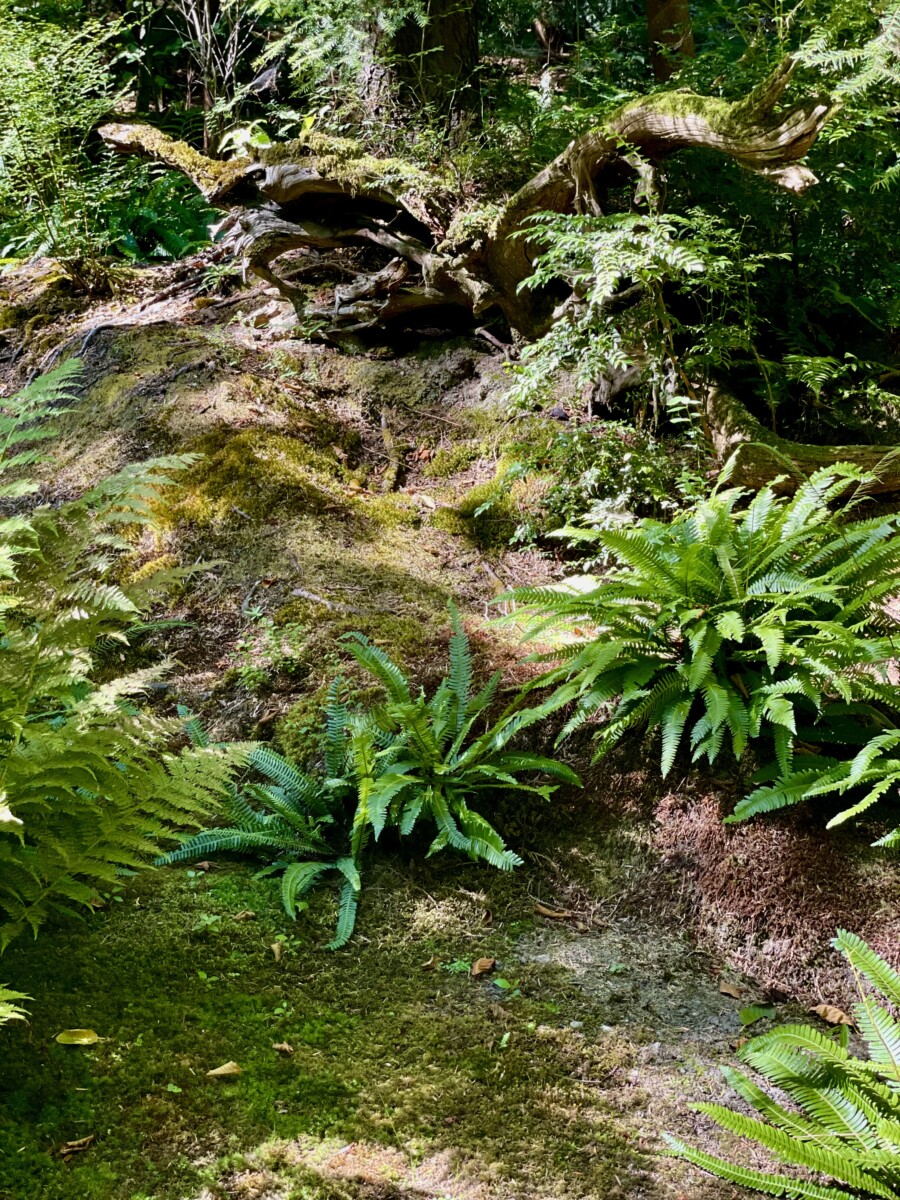 Getting Outdoors on Bainbridge Island, WA 5 The Moss Garden at Bloedel Reserve. Photo by Susan Lanier-Graham
