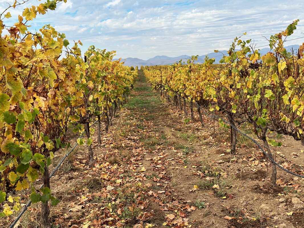 Santa Maria Wines: The Legacy of Ranchos de Ontiveros 103 Ranchos Ontiveros Vineyard planted with pinot noir