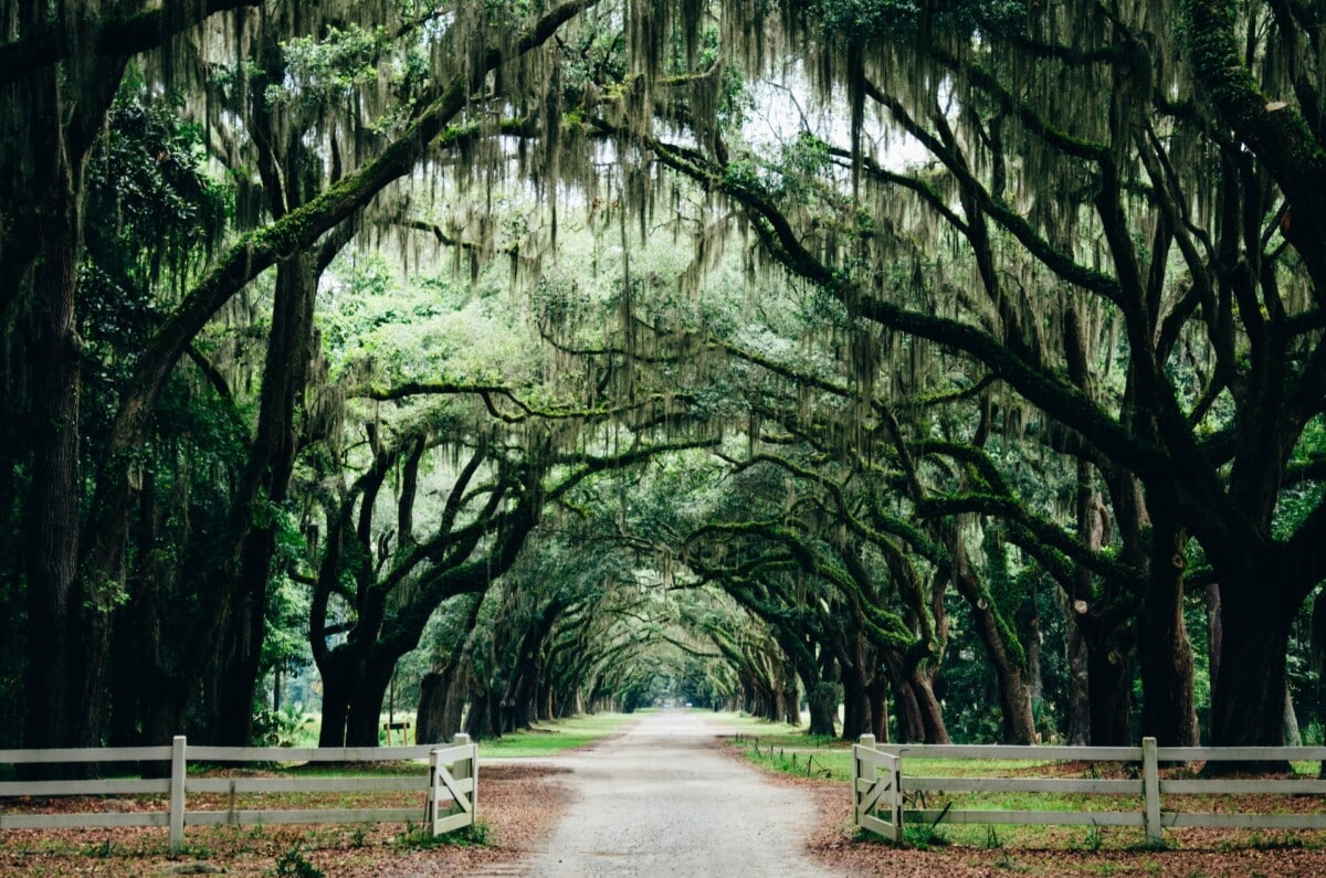 Savannah plantation