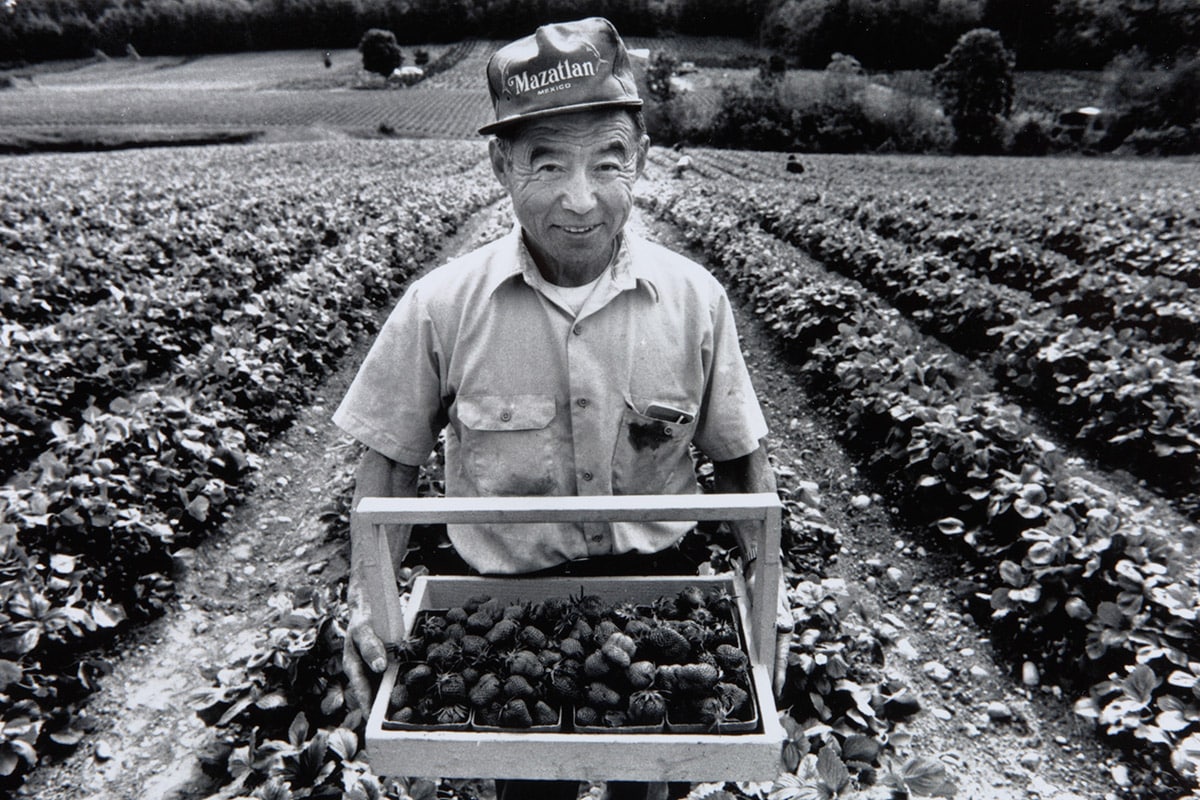 Akio Suyematsu is the lone Bainbridge Nikkei who farmed into the twenty-first century. Photo courtesy Bainbridge Island Japanese American Community