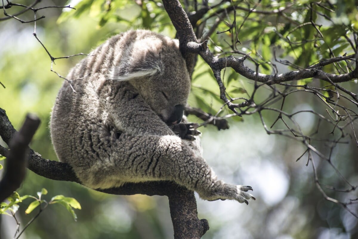 Koala at Taronga Zoo, Mosman, Australia