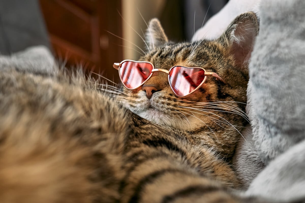 cat with glasses