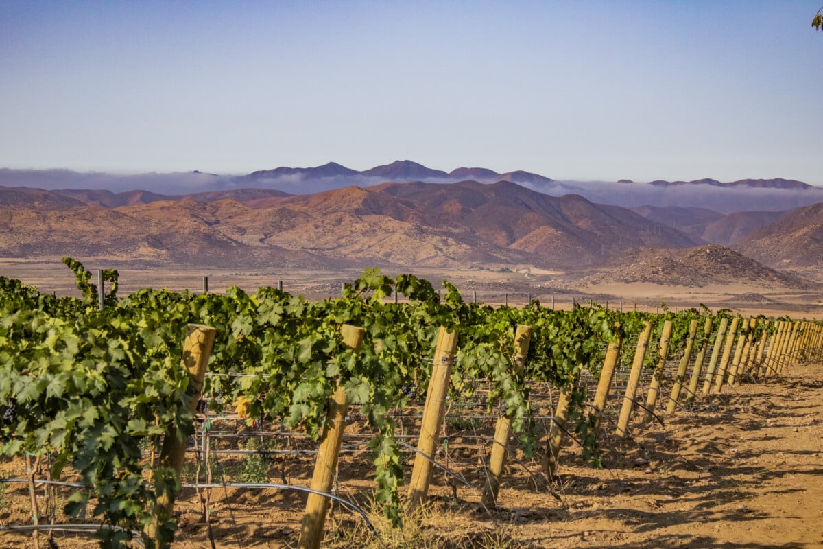El Cielo Winery is the region's first Eco-Responsible company.