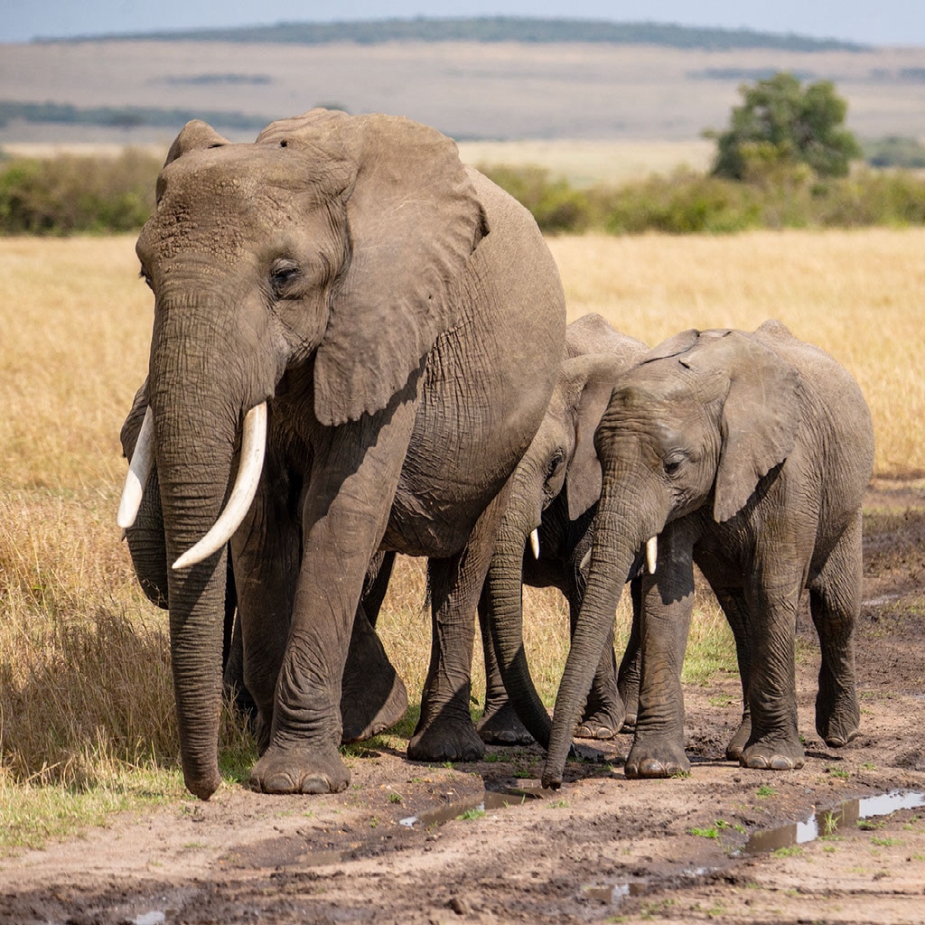 Planning an African Safari