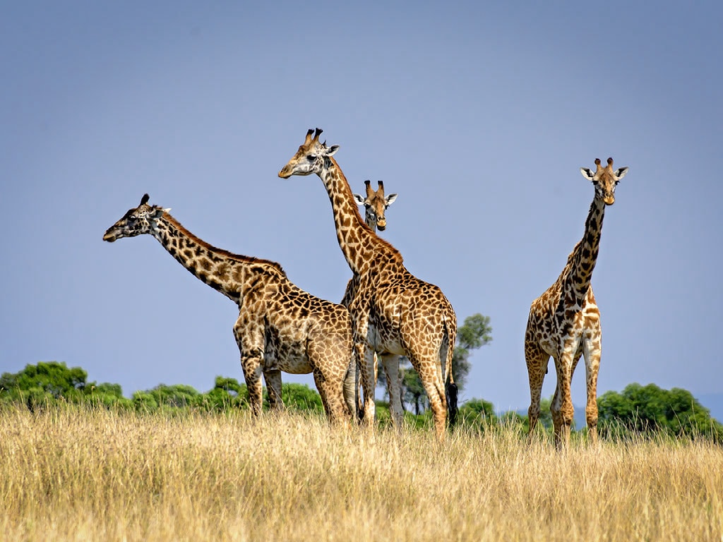 Planning and African Safari