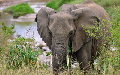 A Guide to Planning an African Safari in Kenya