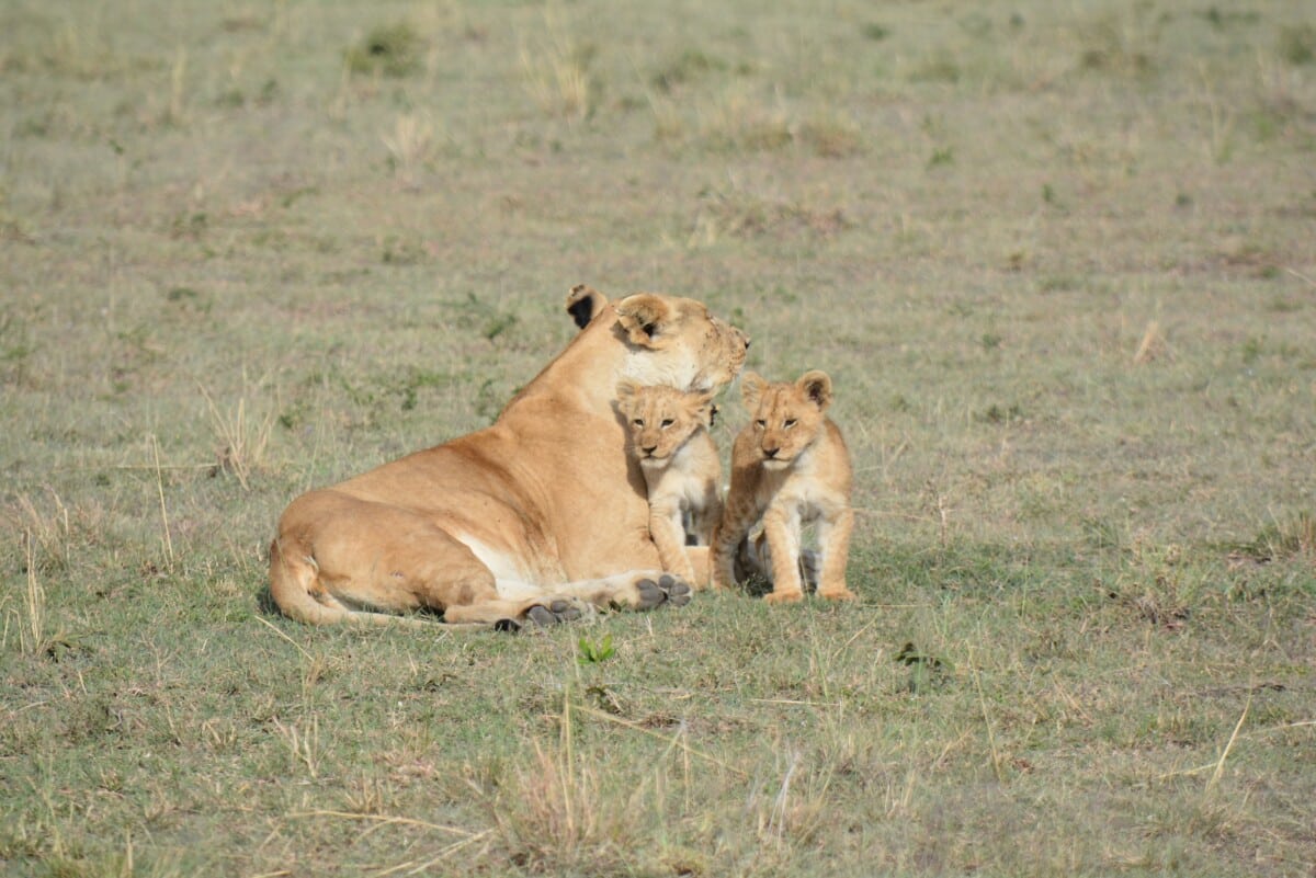 Plannng a Safari in Kenya