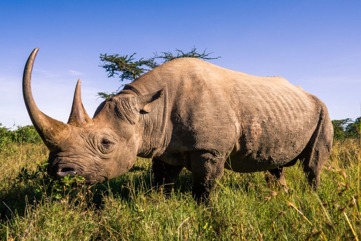 Planning an African Safari