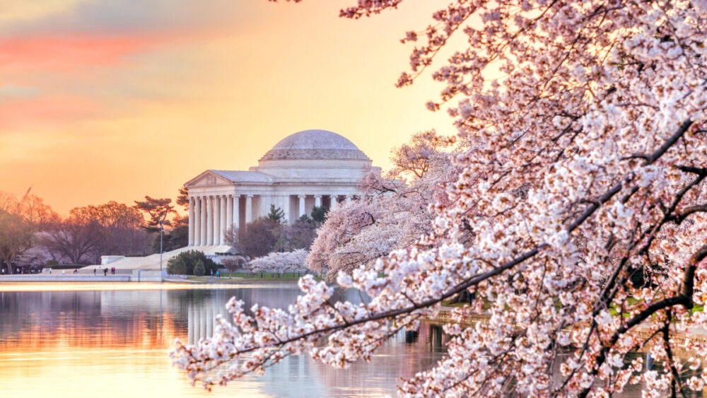 Why You Should Take a Washington DC Tour from New York 1 Jefferson Memorial during the Cherry Blossom Festival