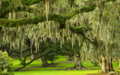 7 Things to Do in Lafayette, Louisiana
