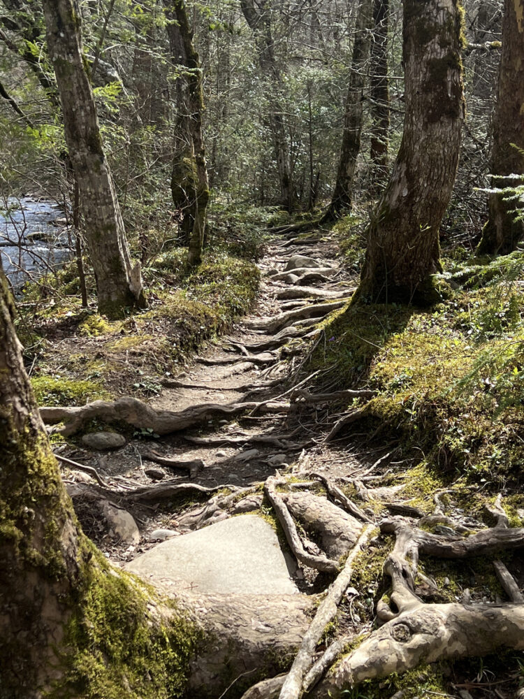 How to Keep Children Engaged During a Vacation 2 Explore nature trails near Pigeon Forge.