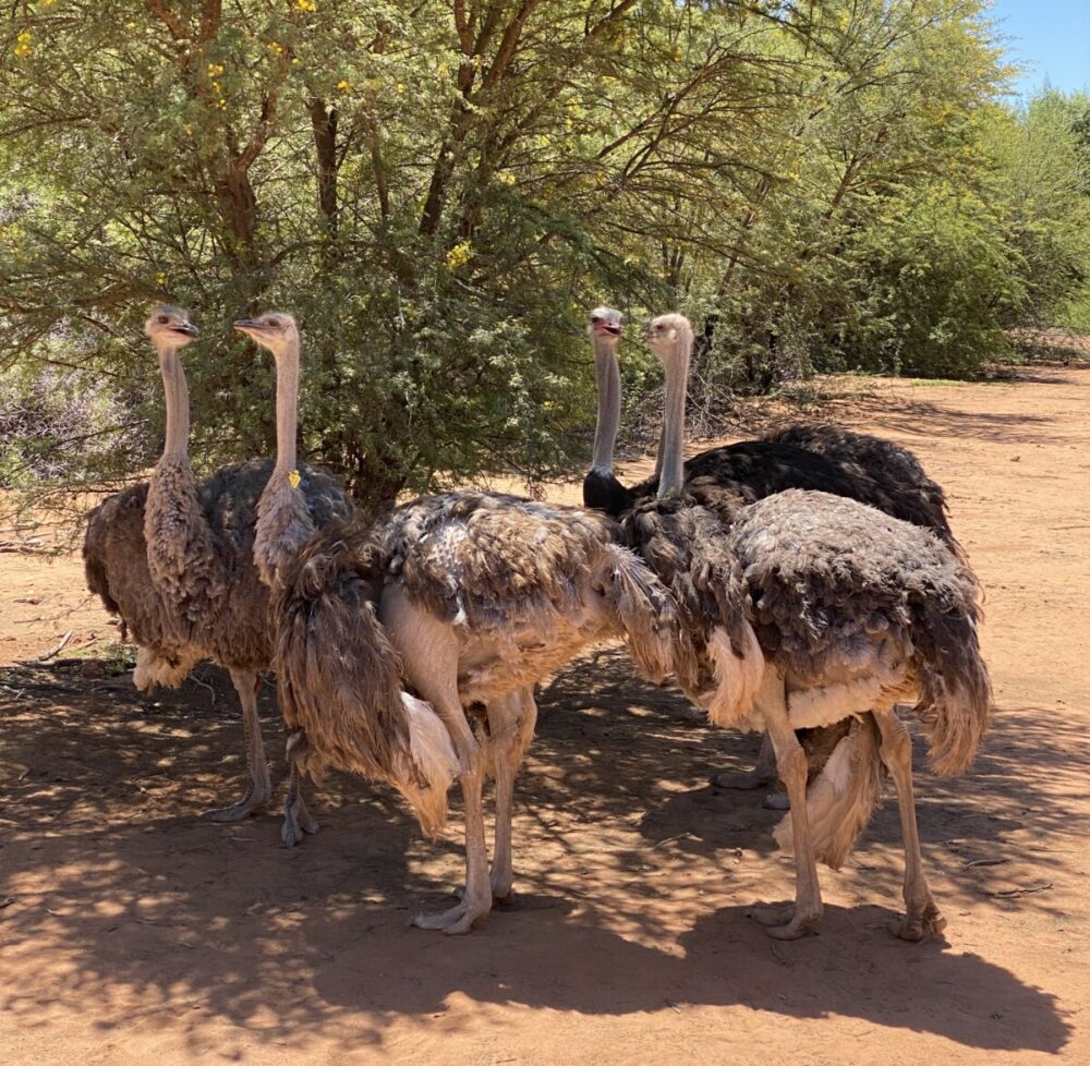 Travel to South Africa and Discover a Wild and Wonderful Destination 6 Male and female ostrich at Safari Ostrich Farm. Photo by Linda Milks