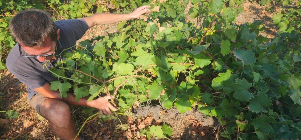 Tasting Donnafugata Wines: An Excursion Off the Coast of Sicily 9 Albarello Pantesco low bush vines. Photo by Alison Levine