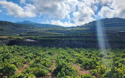 Tasting Donnafugata Wines: An Excursion Off the Coast of Sicily