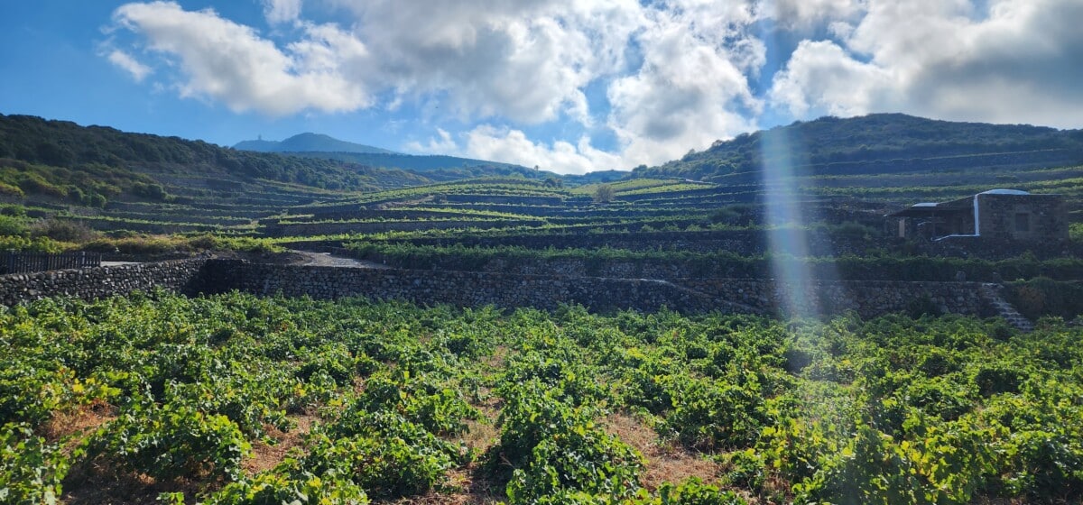 Pantelleria vineyards