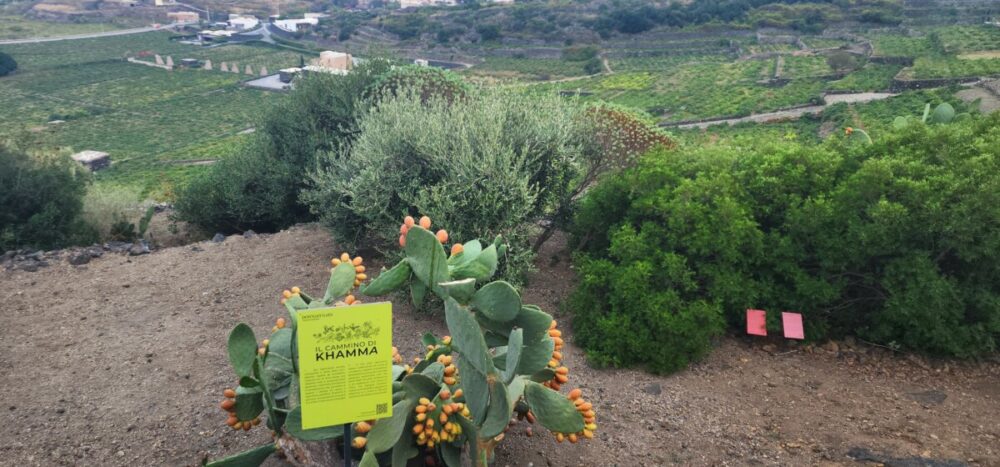 Tasting Donnafugata Wines: An Excursion Off the Coast of Sicily 12 Cammino di Khamma (Khamma trail). Photo by Alison Levine