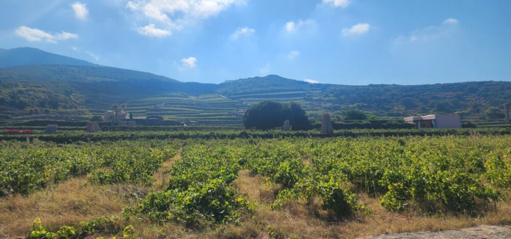 Tasting Donnafugata Wines: An Excursion Off the Coast of Sicily 3 The countryside in Pantelleria. Photo by Alison Levine