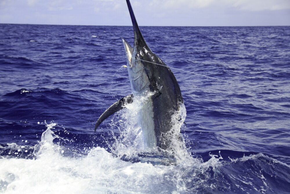 Charter Boat Fishing is the Ultimate Choice for Fishing Enthusiasts 4 Black marlin jumps near boat deep sea fishing off Cairns, Australia