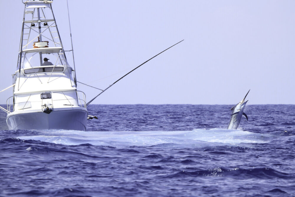 Charter Boat Fishing is the Ultimate Choice for Fishing Enthusiasts 6 A big marlin jumps near a charter fishing game boat near Cairns.