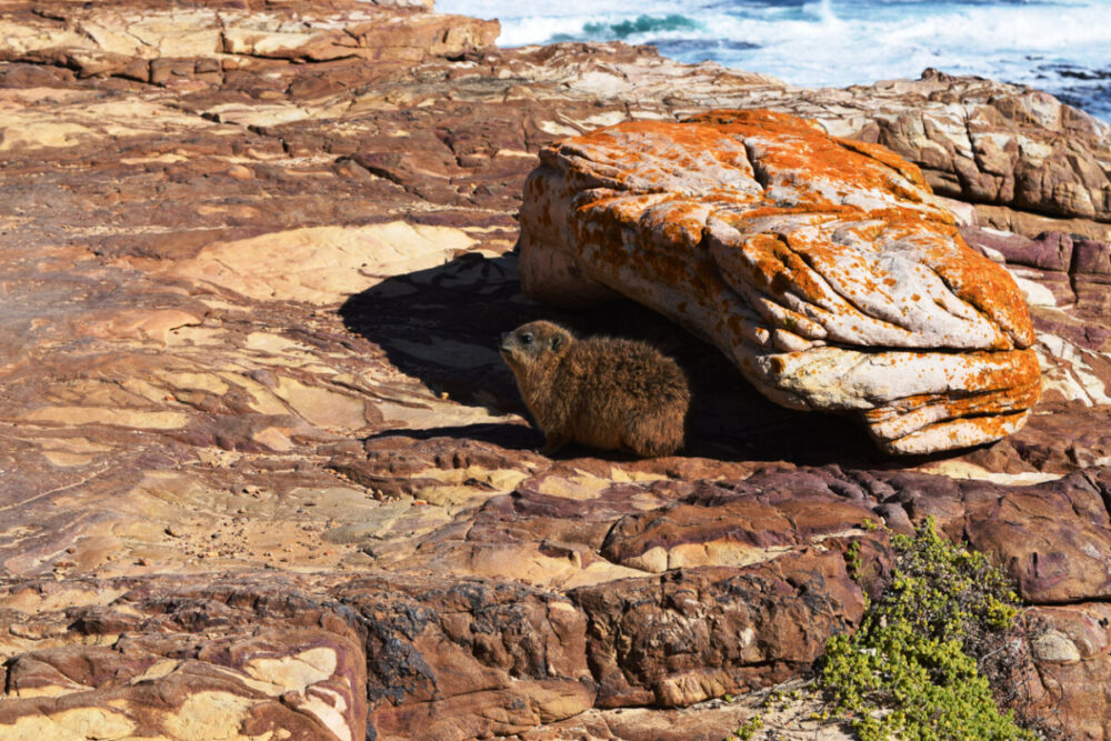 Travel to South Africa and Discover a Wild and Wonderful Destination 3 Rock hyrax warms up in the sunlight on the rocks of the Cape of Good Hope