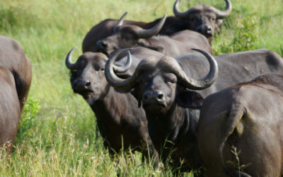 A Guide to an Unforgettable Masai Mara Safari in Kenya