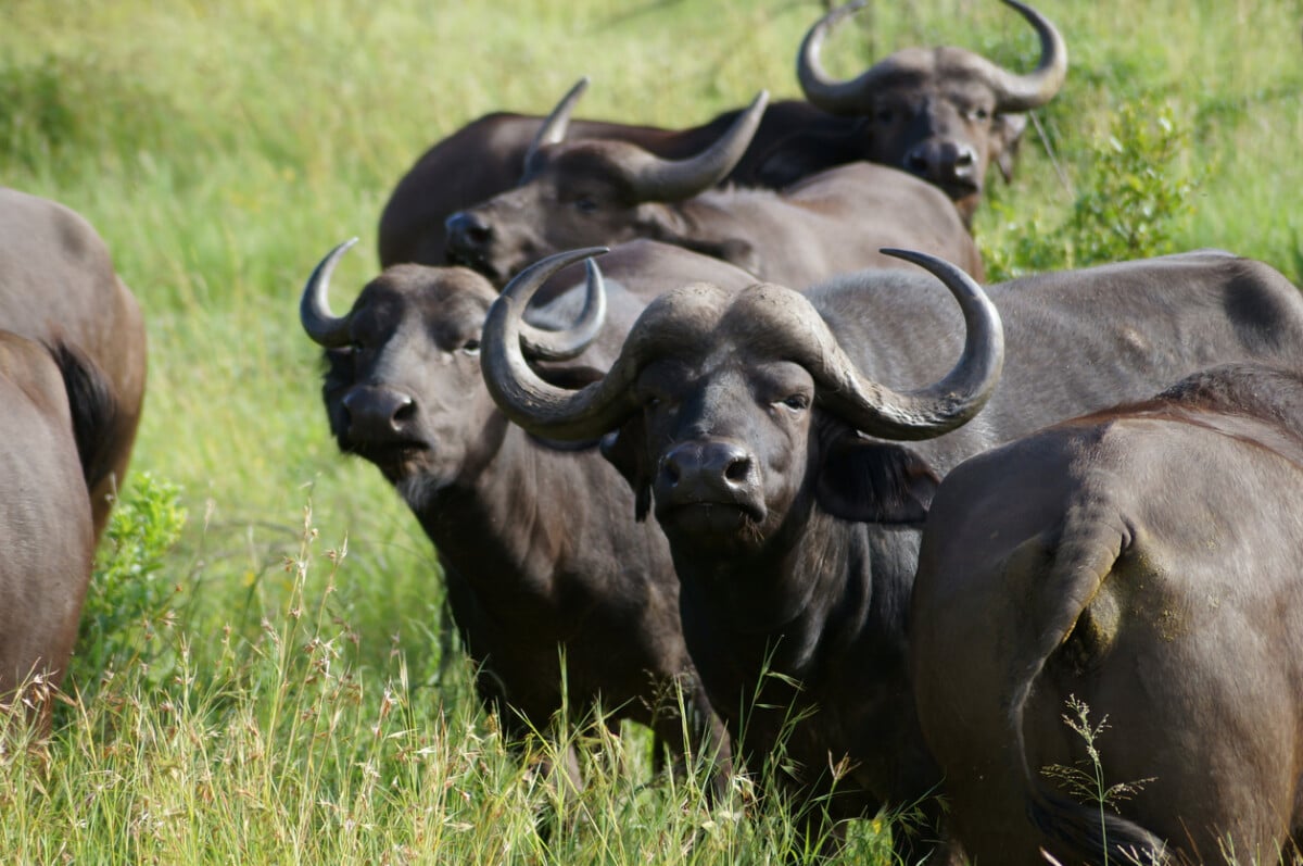 Water Buffalo in South Africa's Kruger National Park. Luxury honeymoon with purpose.