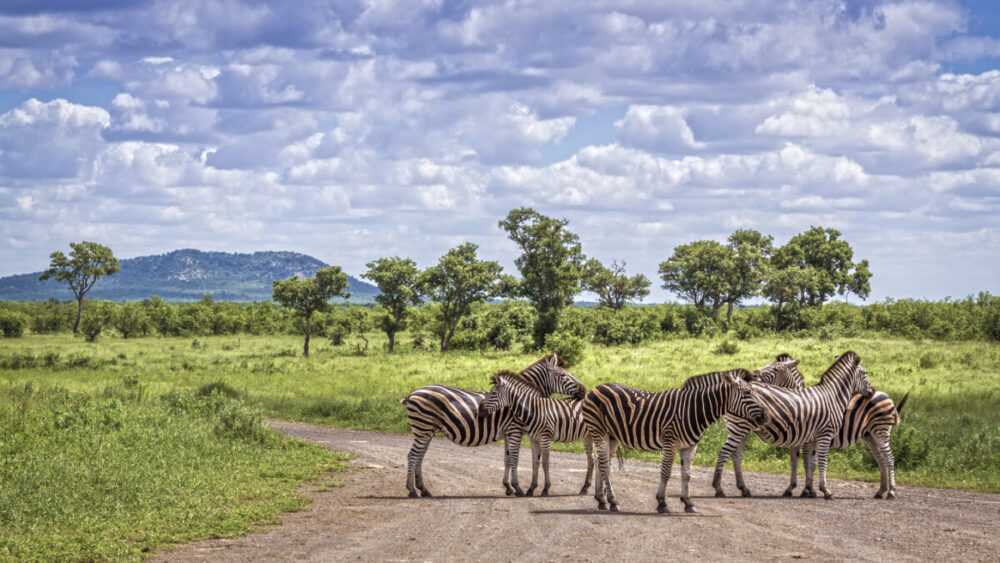 Travel to South Africa and Discover a Wild and Wonderful Destination 8 Plains zebra in Kruger National park, South Africa