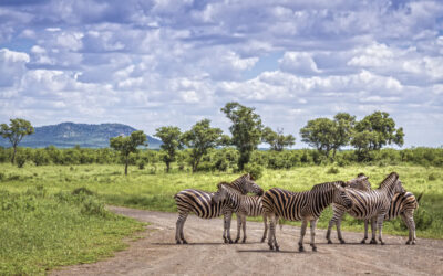 Tips on How to Choose Safari Tours in South Africa