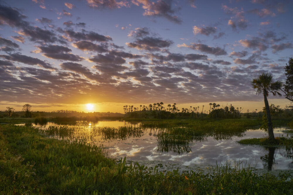Ultimate Guide to 2 Days in Orlando 3 A vibrant sunrise in the beautiful natural surroundings of Orlando Wetlands Park in central Florida. The park is a large marsh area which is home to numerous birds, mammals, and reptiles.