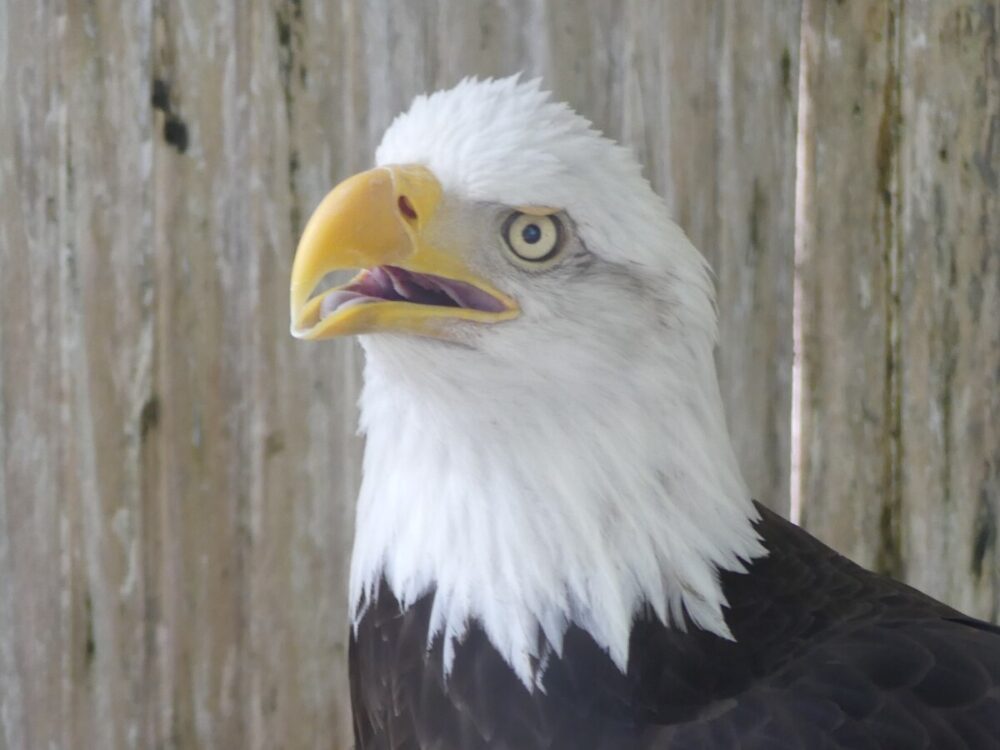 Discover the Magic of a Fun and Quirky Kansas Road Trip 11 eagle close up at Milford Nature Center