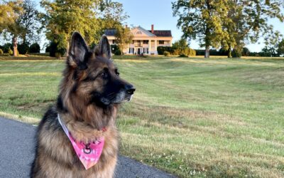 Dog Friendly Hikes: 5 Astounding Trails to Explore with Your Pup