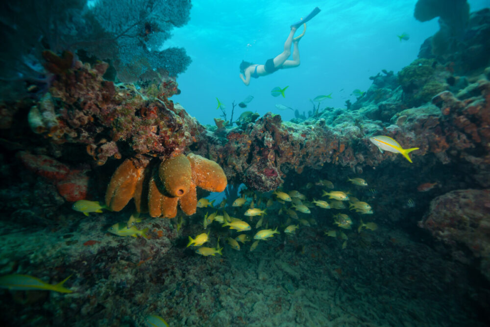You can go snorkeling in Key West and an adventure cruise might be one of the best cruises in Key West for those who want to see the ocean life. 