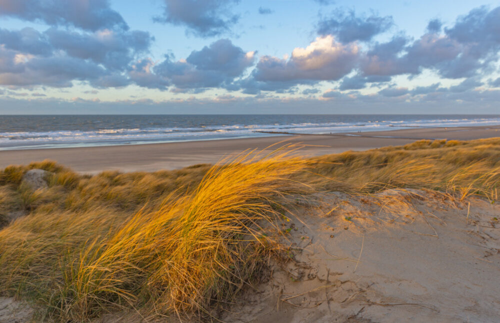 The wind blowing through the dune grasses with blur motion in the sand dunes along Ostend city beach at sunset, North Sea, West Flanders, Belgium. Black Friday Travel Deals
